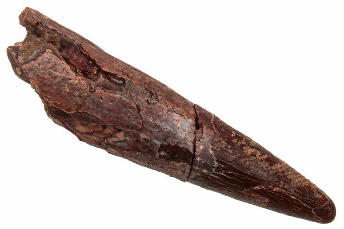 Fossil Pterosaur (Siroccopteryx) Tooth - Morocco #228844